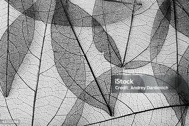 Leaves Skeleton Background Stock Photo - Download Image Now - Black And White, Leaf, Textured