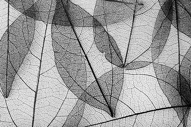 leaves skeleton background. Nature abstraction