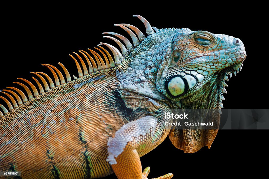 Drago addormentato - Iguana verde isolata sul nero - Foto stock royalty-free di Dormire