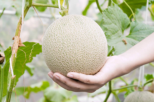 istock Melon in hand, Cantaloupe melons growing in a greenhouse supported 637515592