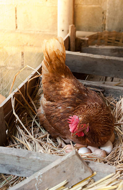 istock Mother Hen hatching eggs in the nest 637515766