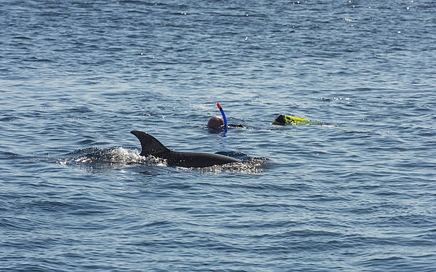 istock Snorkelers with dolphin in tropical sea 637515978
