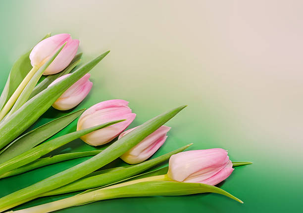 istock Pink tulips flowers, close up, bokeh background 637517274