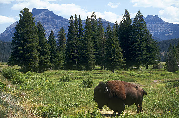 istock American Bull Bison Mountain Scene 637517392