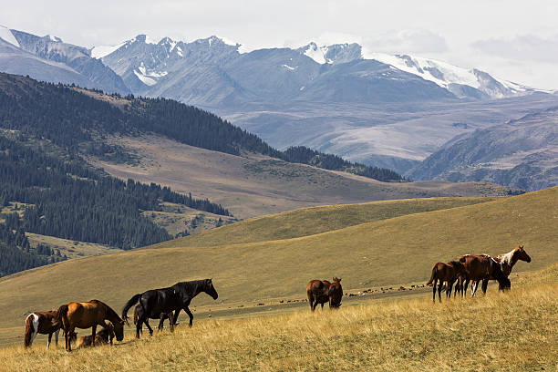 istock Assy Plateau in Kazakhstan 637518072