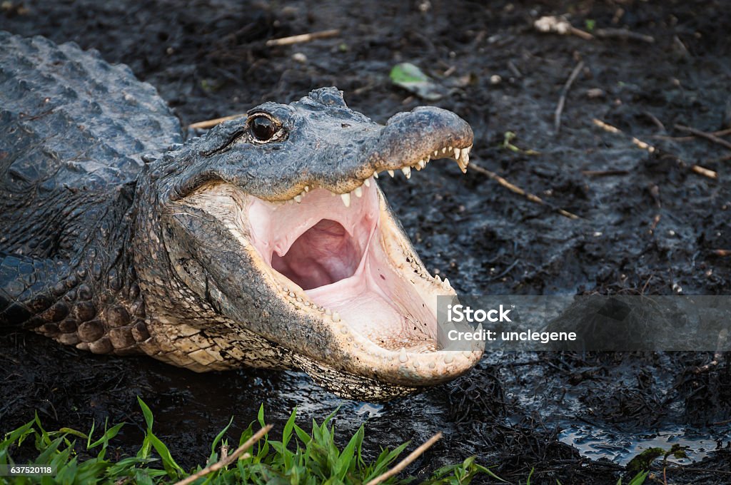 Alligator with jaws wide open Alligator with jaws open wide at Everglades National Park Alligator Stock Photo