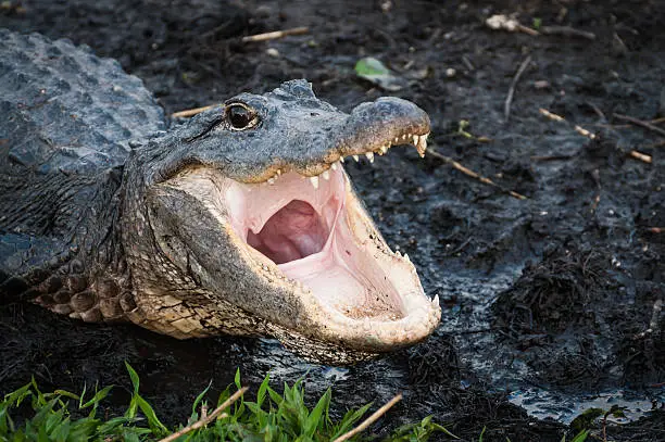Alligator with jaws open wide at Everglades National Park