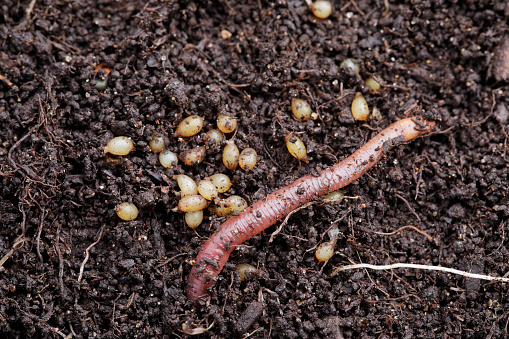 Red worm eggs in compost