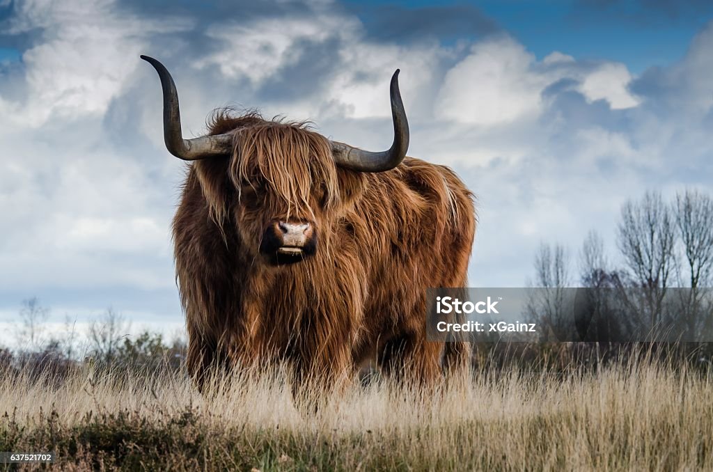 Brown Bull on Grass Field Under Clouded Sky Brown Bull on Green Grass Field Under Grey and Blue Cloudy Sky. Bull - Animal Stock Photo
