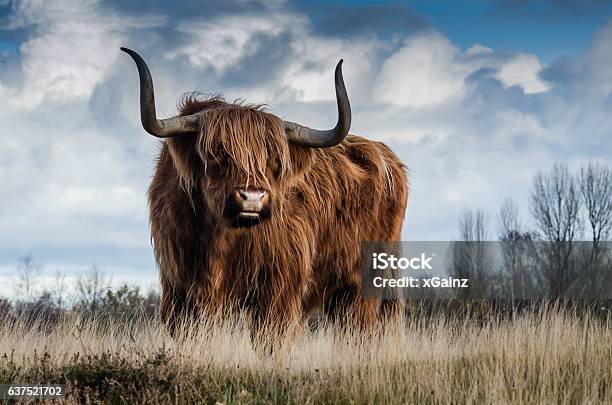 Brown Bull On Grass Field Under Clouded Sky Stock Photo - Download Image Now - Bull - Animal, Grass, Agricultural Field