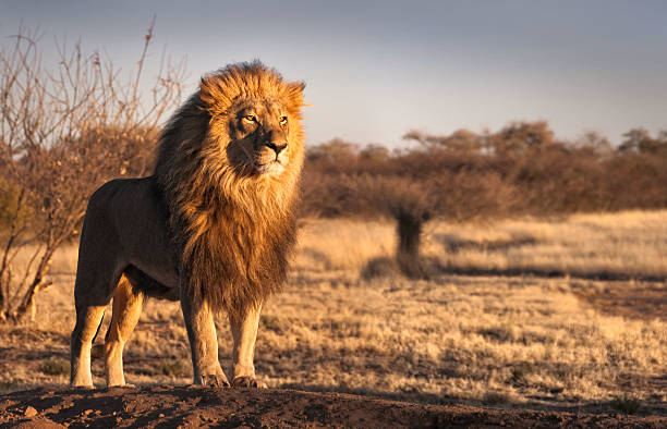 丘の上のライオン - male animal mammal animals in the wild fur ストックフォトと画像