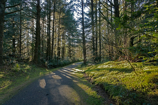 sun shining through trees at a woodland hiking/biking trail in Fort Stevens State Park
