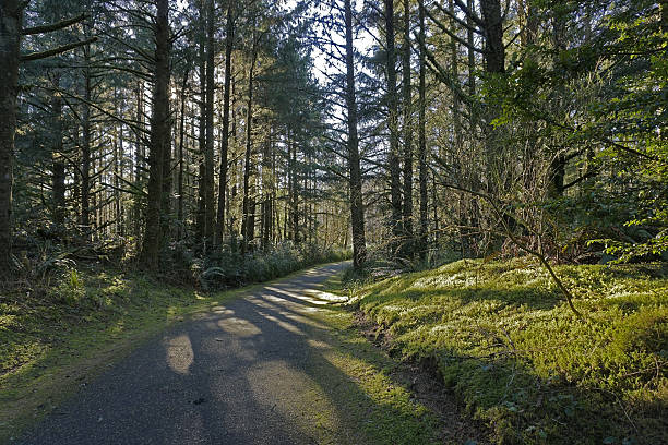woodland hiking/biking trail stock photo