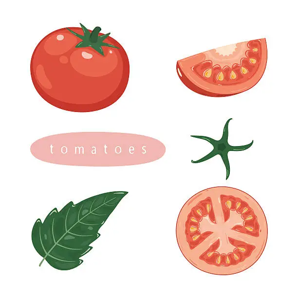 Vector illustration of tomato elements by hand drawing