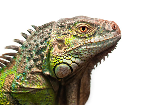 Part of a Central Bearded Dragon sunning itself on a rock