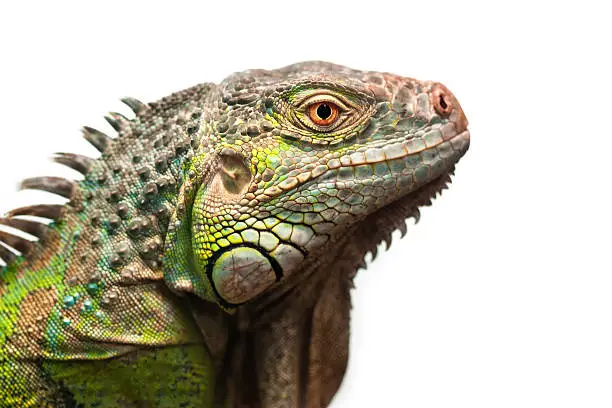 Close-up portrait of a male Green iguana (Iguana iguana) isolated on white.