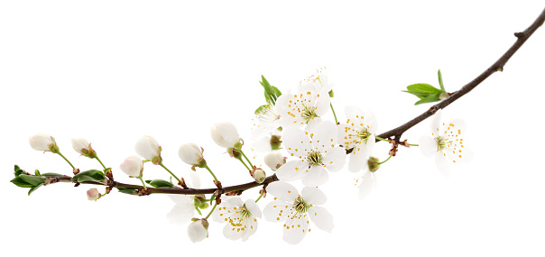 Cherry white flowers isolated on white background.