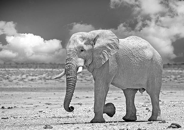 istock Large Bull elephant walking across the Etosha Plains 637524946