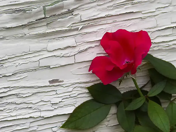 Photo of Red rose against wall