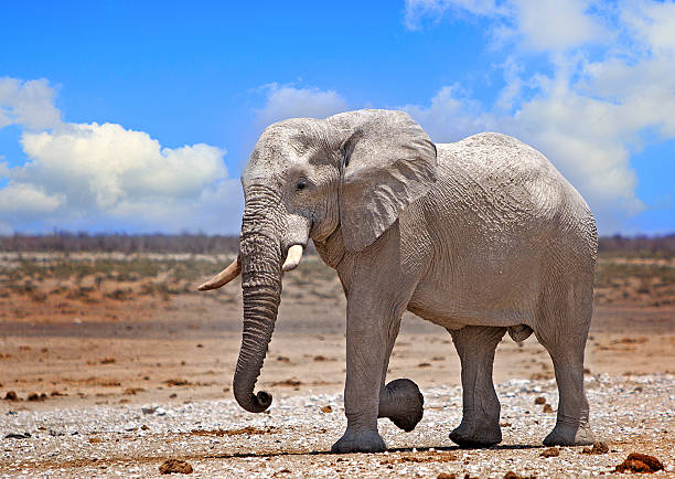 istock Vibrant image of elephant in Etosha national park 637525006