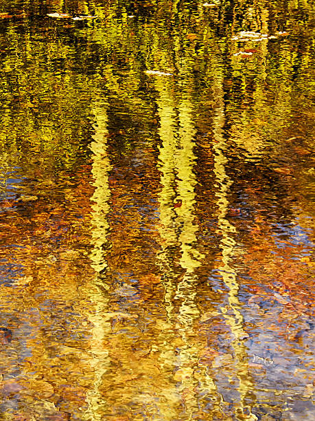 Reflection of fall trees Monet-like reflection of fall trees claude monet photos stock pictures, royalty-free photos & images