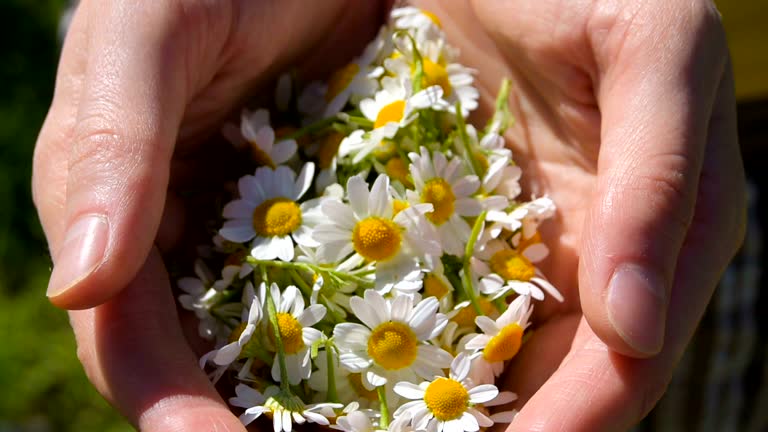 picking of chamomile