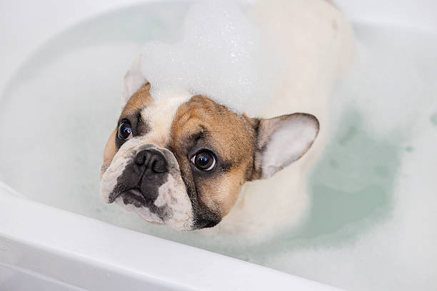 istock french bulldog takes a bath 637526736