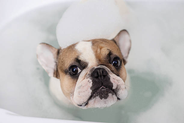 istock french bulldog takes a bath 637526754