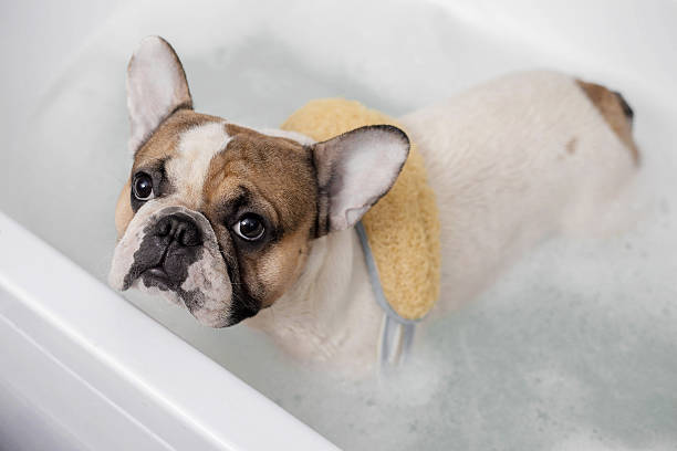 istock french bulldog takes a bath 637526792