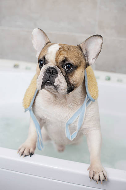 istock french bulldog takes a bath 637526804