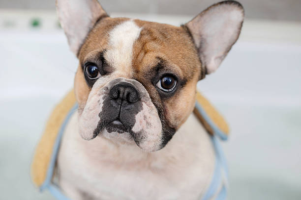 french bulldog takes a bath