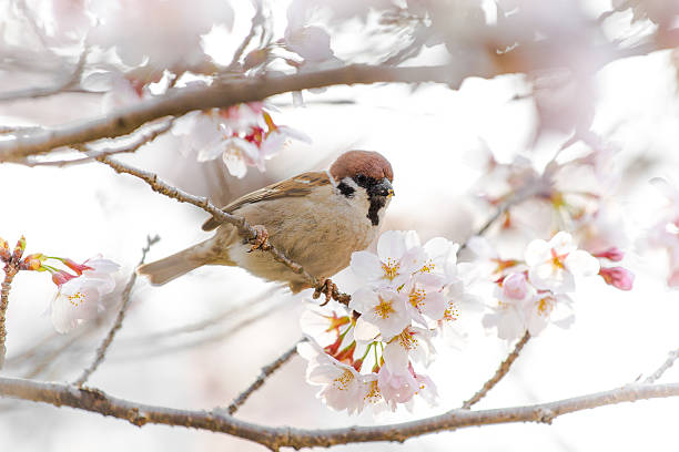 Sparrow takes a break from eating some cherry blossoms On the Path of Philosophy in Kyoto, Japan sparrow photos stock pictures, royalty-free photos & images