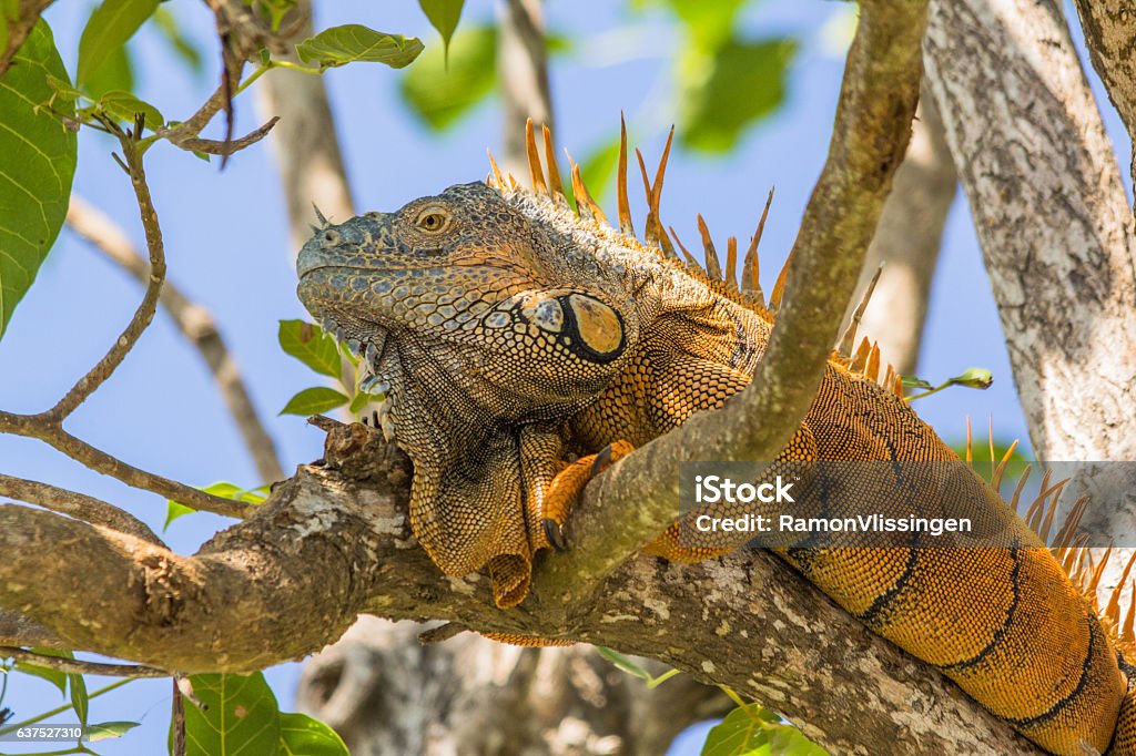 Green Iguana laying in a tree in Belize Green Iguana laying in a tree along the old Belize river. The male has a orange color Animal Stock Photo