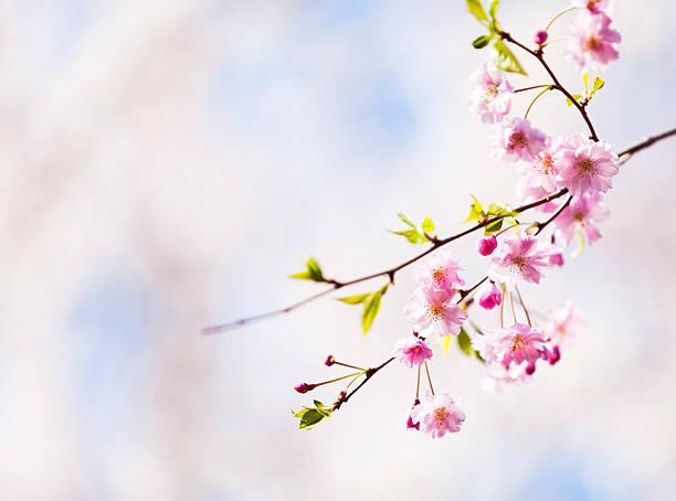 istock Close Up of Pink Cherry Blossom 637527570
