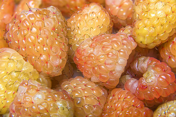 istock Closeup macro of golden raspberries 637527740