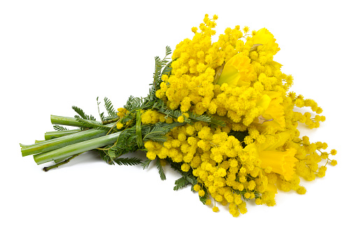 bouquet of mimosa and narcissus flowers isolated on white