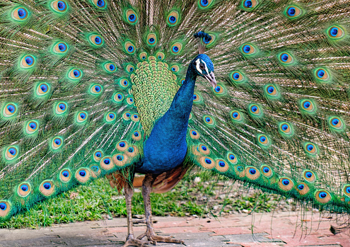 Portrait of indian peafowl, peacock, peahen bird breed walking on the green grass. Colorful feathers tropical bird with beautiful crest and tail. Kuala Lumpur Bird park, Malaysia