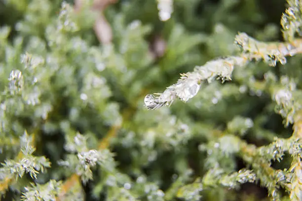 Photo of Frost water drops on juniper tree