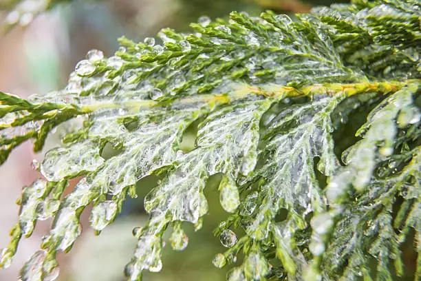 Photo of Frost water drops on juniper tree