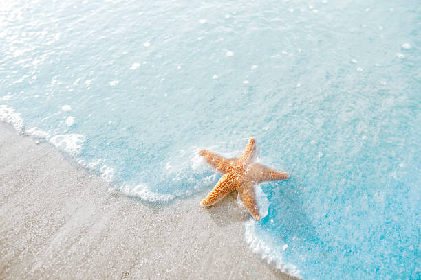 estrela do mar na praia  - starfish - fotografias e filmes do acervo