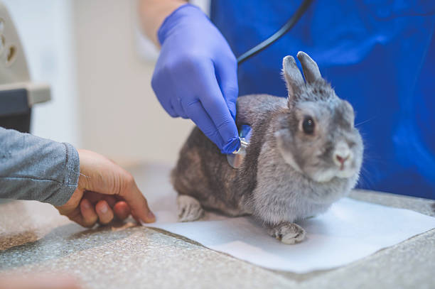 istock Male veterinarian checking a pet rabbit's heart rate 637532268