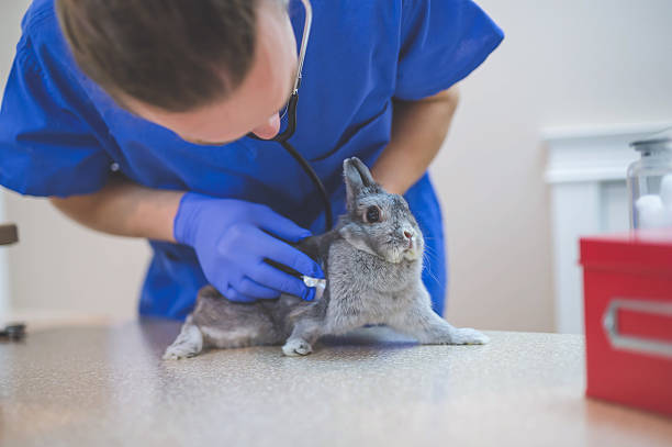 istock Male veterinarian checking a pet rabbit's heart rate 637532274