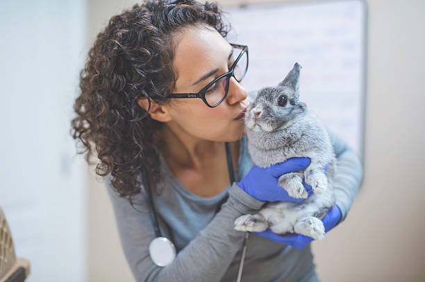 istock Female veterinarian holding a bunny during a checkup 637532286