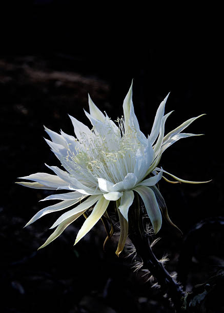 Natural light shining on a Night Blooming Cereus. A Night Blooming Cereus (also called Queen of the Night) shows a single white blossom, highlighted by dawn light, against the morning shadows. night blooming cereus stock pictures, royalty-free photos & images