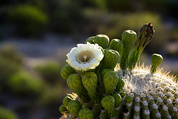 Single white saguaro blossom amid green buds and golden spines. The setting sun backlights a saguaro flower sitting on top of the stately cactus. The other buds and glowing cactus spines are sitting against a beautifully blurred background of the Sonoran Desert. Taken in Sabino Canyon, Tucson, AZ. sonoran desert stock pictures, royalty-free photos & images