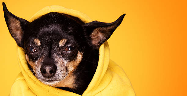 istock Chihuahua dog looking at camera 637535866