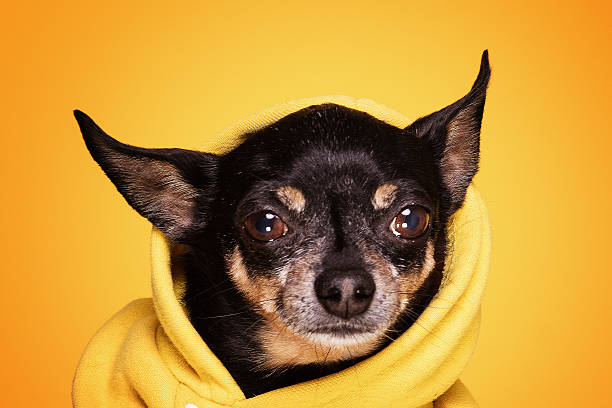 istock Chihuahua dog looking at camera 637535900