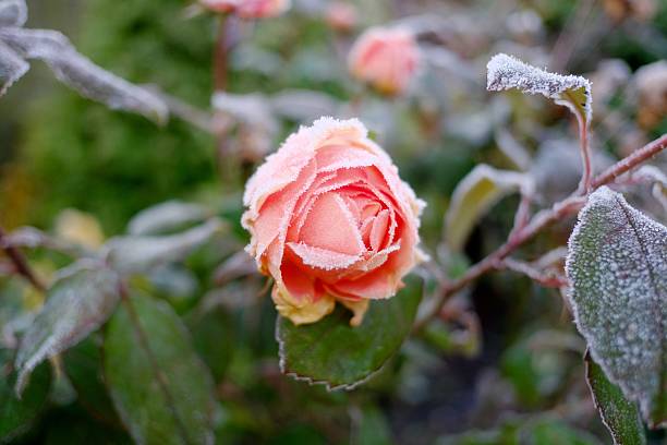 istock Rose and frosty 637535904