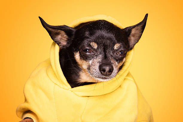 istock Chihuahua dog looking at camera 637535938
