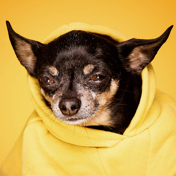 istock Chihuahua dog looking at camera 637535968